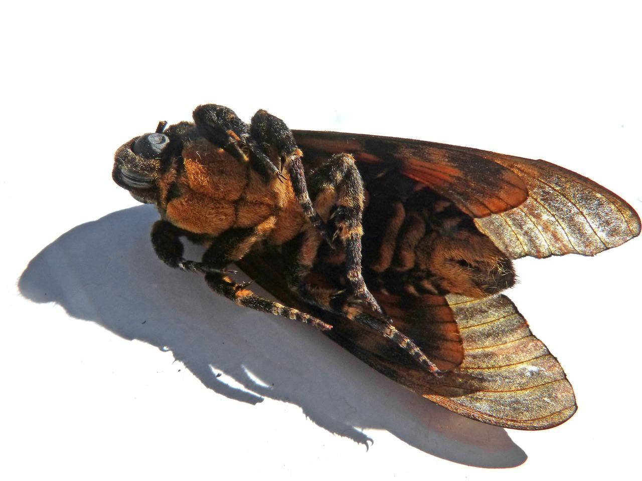 1. 火知了周边路网