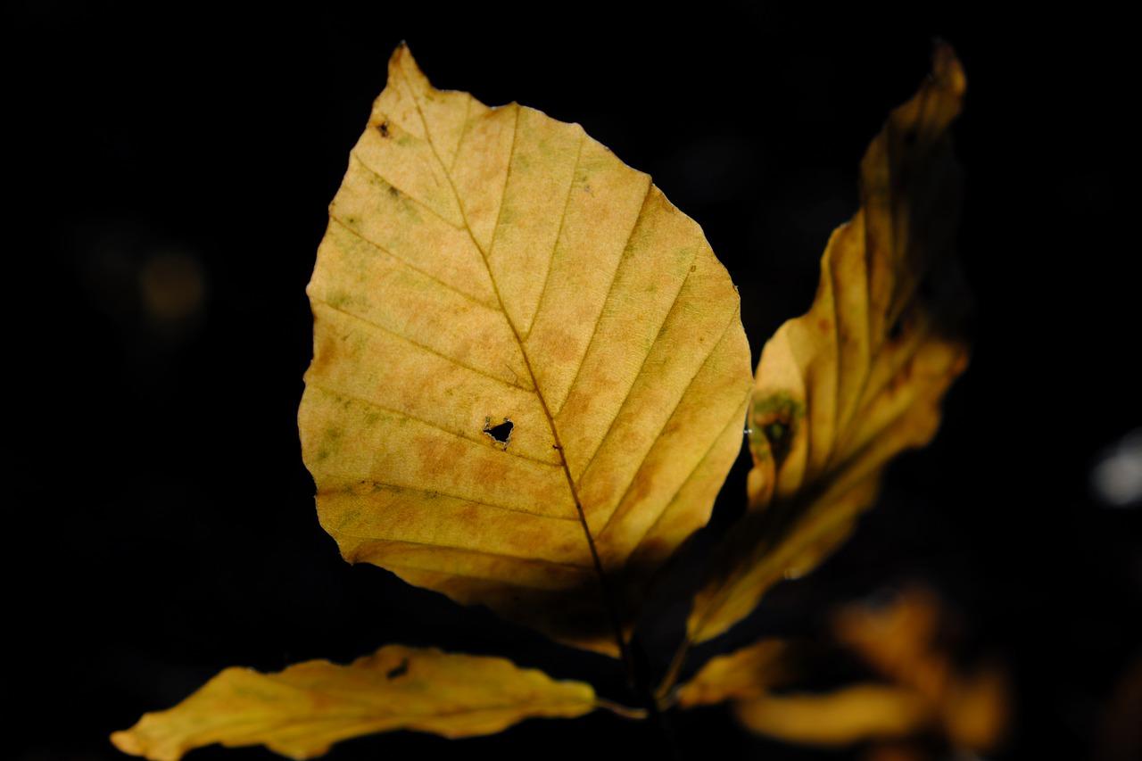 葡萄黄叶是怎么回事