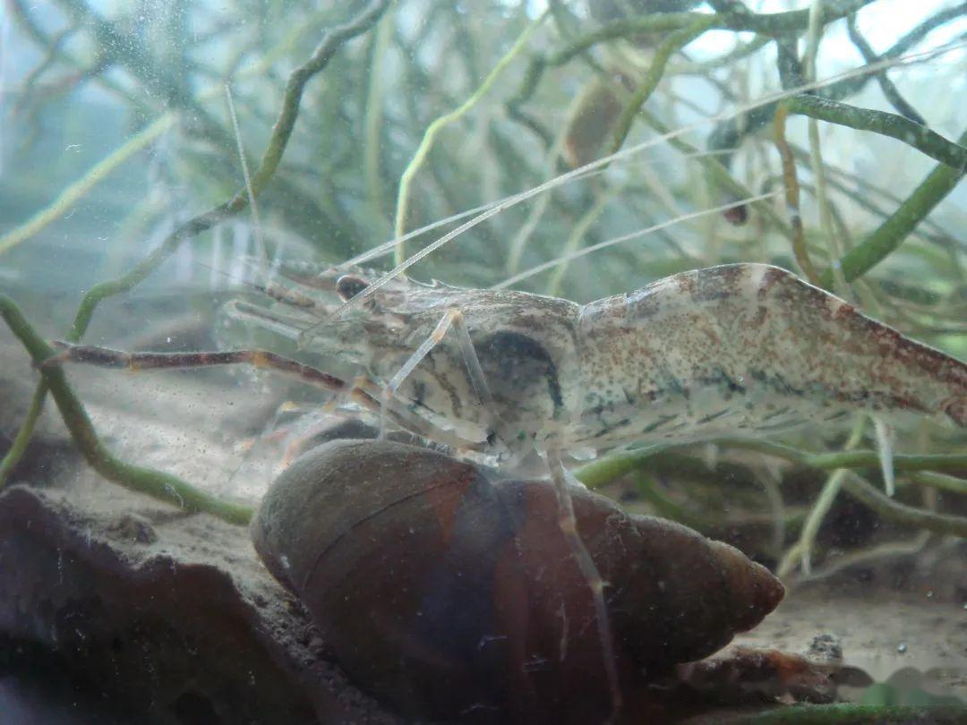 钓鱼变钓虾浙江男子夜钓遭遇河虾包围网友上抄网