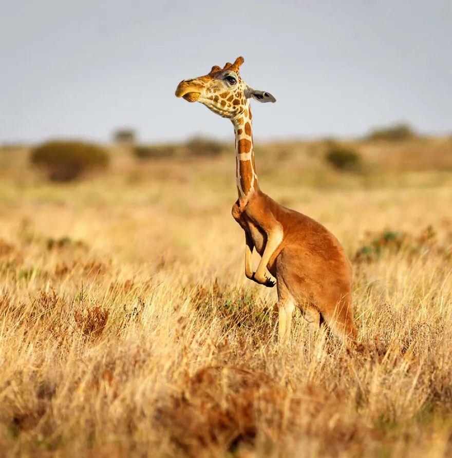 什么神奇脑洞艺术家把两种动物组合新物种让人笑出眼泪