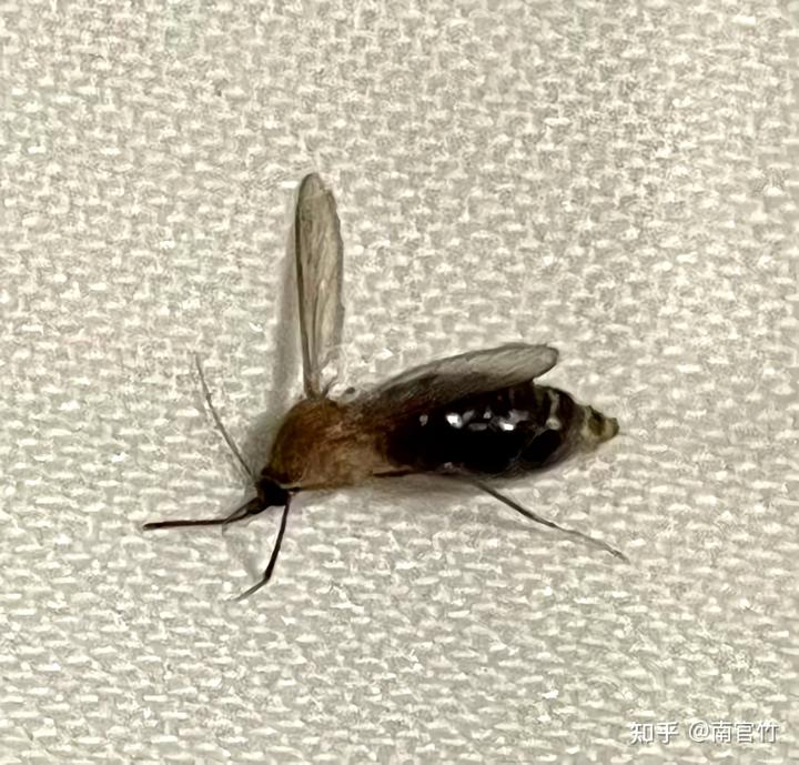 只切掉蚊子的全部腿,而不破坏蚊子其他身体部分,蚊子还能飞起来么?