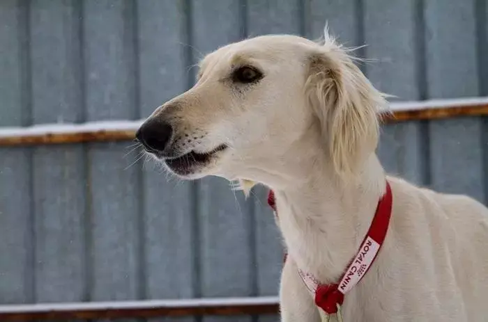 塔兹犬的前世今生—从昂贵猎犬到濒临灭绝