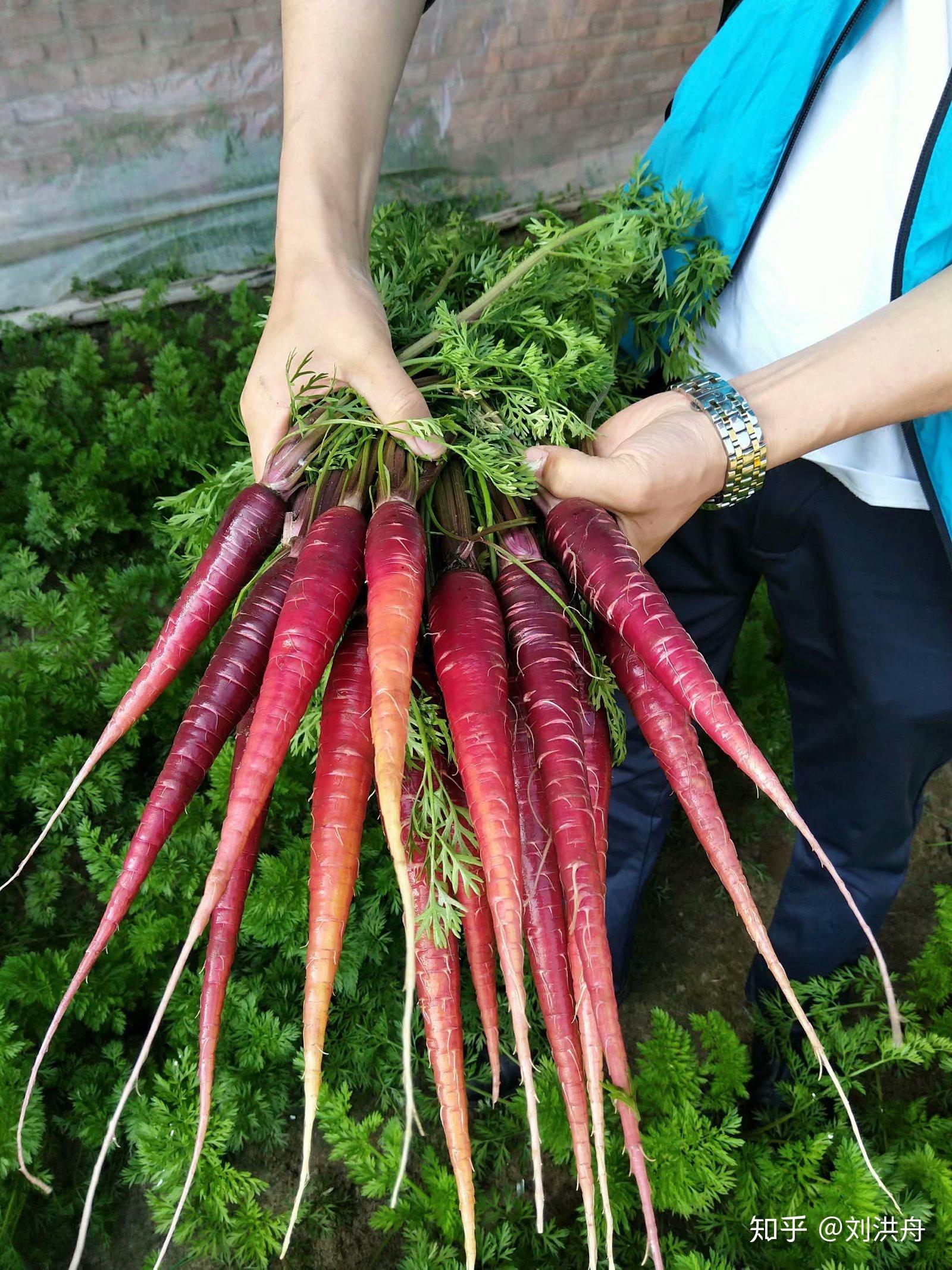 紫胡萝卜种植栽培技术 - 知乎