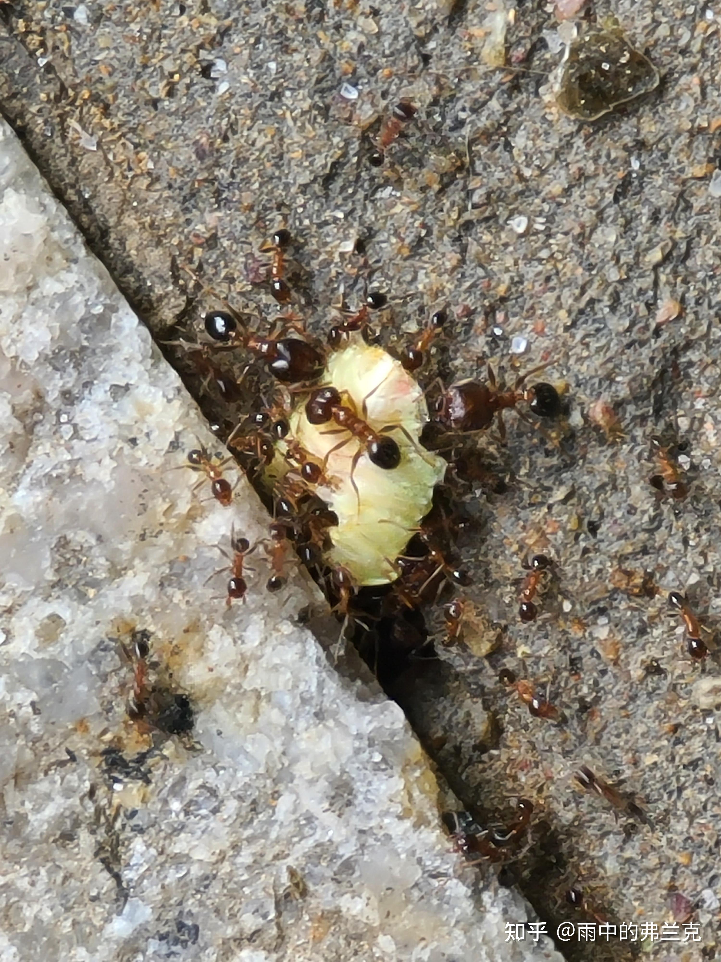 你拍过最满意的蚂蚁照片是那张