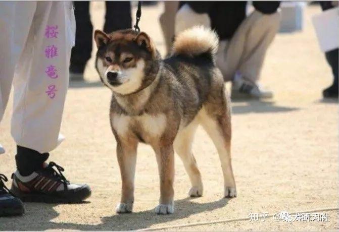 科普丨三分钟带你解锁胡麻柴犬～ - 知乎