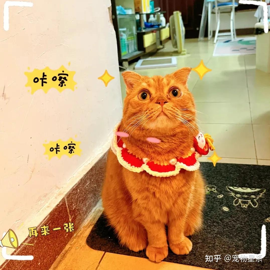 关于超度猫咪的信息 关于超度猫咪的信息