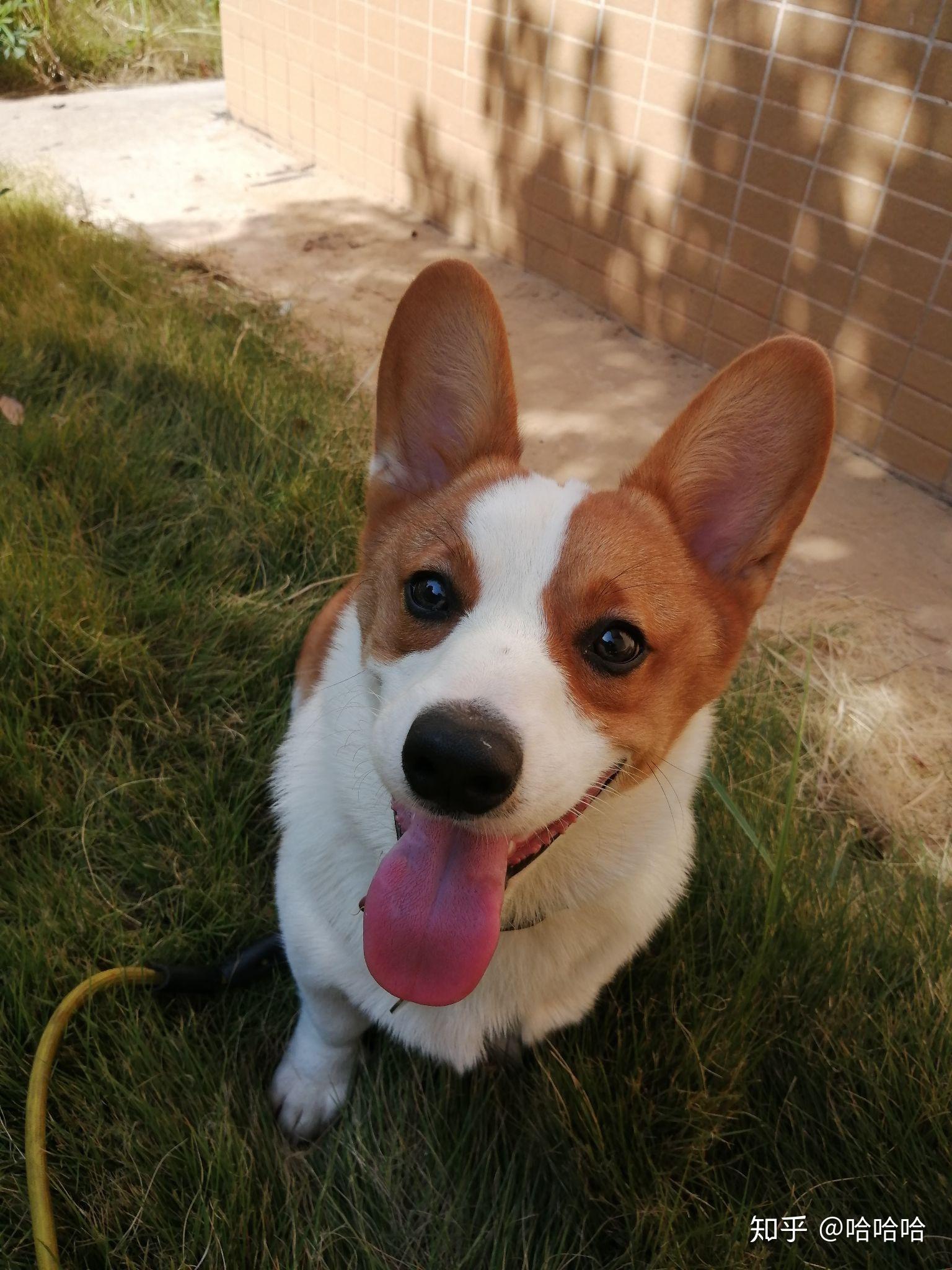 六个月的柯基长什么样子