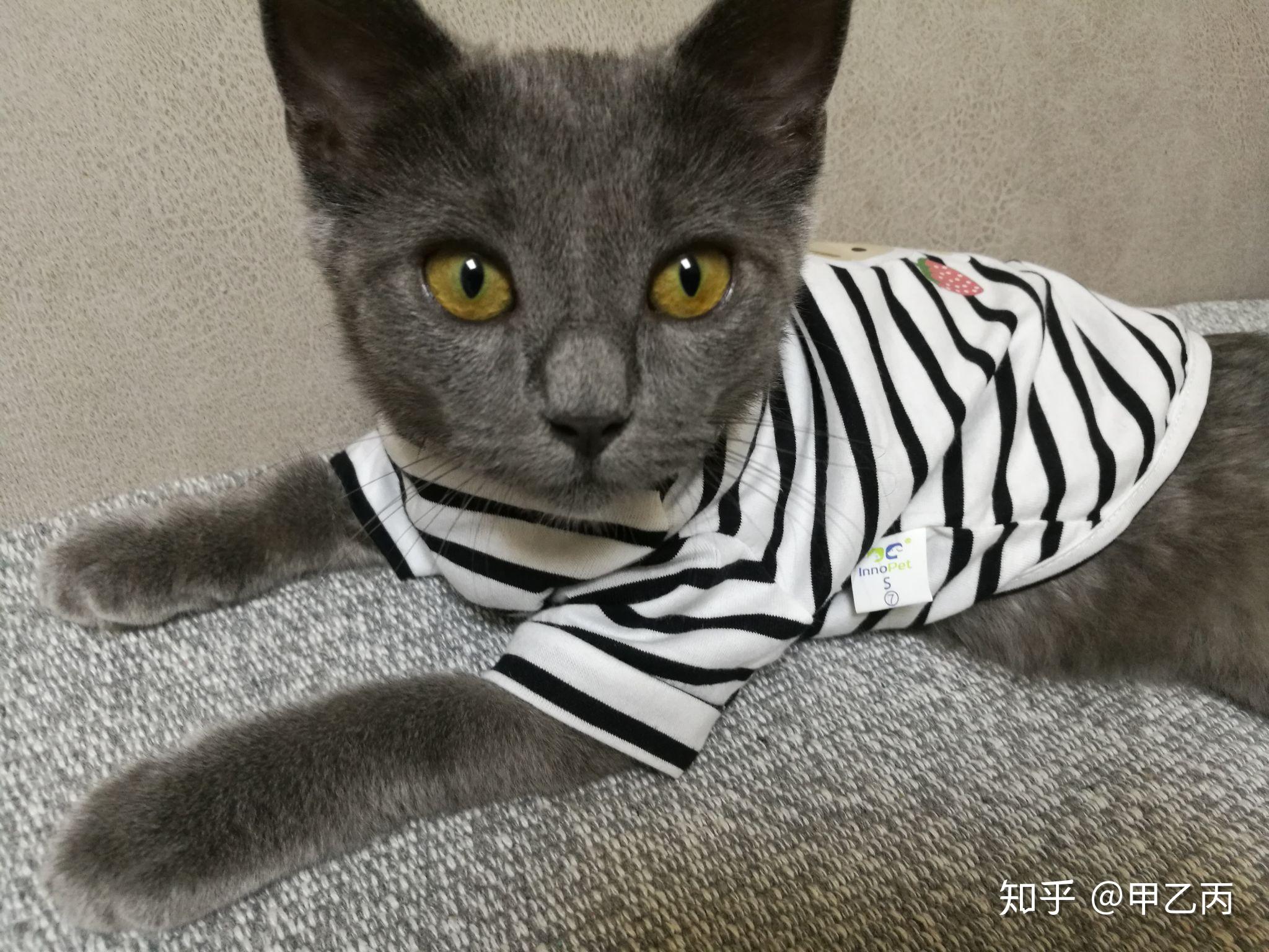 英短蓝猫脸超尖怎么破