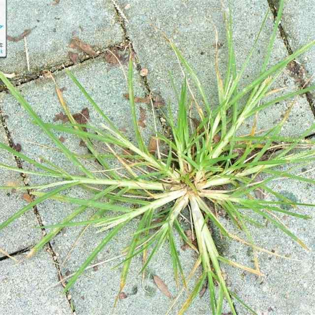 有没有一种植物，你从小见到大，但直到最近才知道它叫什么名字？
