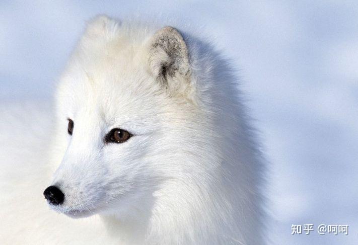 狐狸眼是什么样的眼形