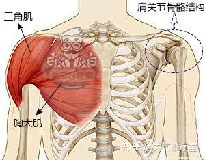 肩关节的解剖知识 知乎