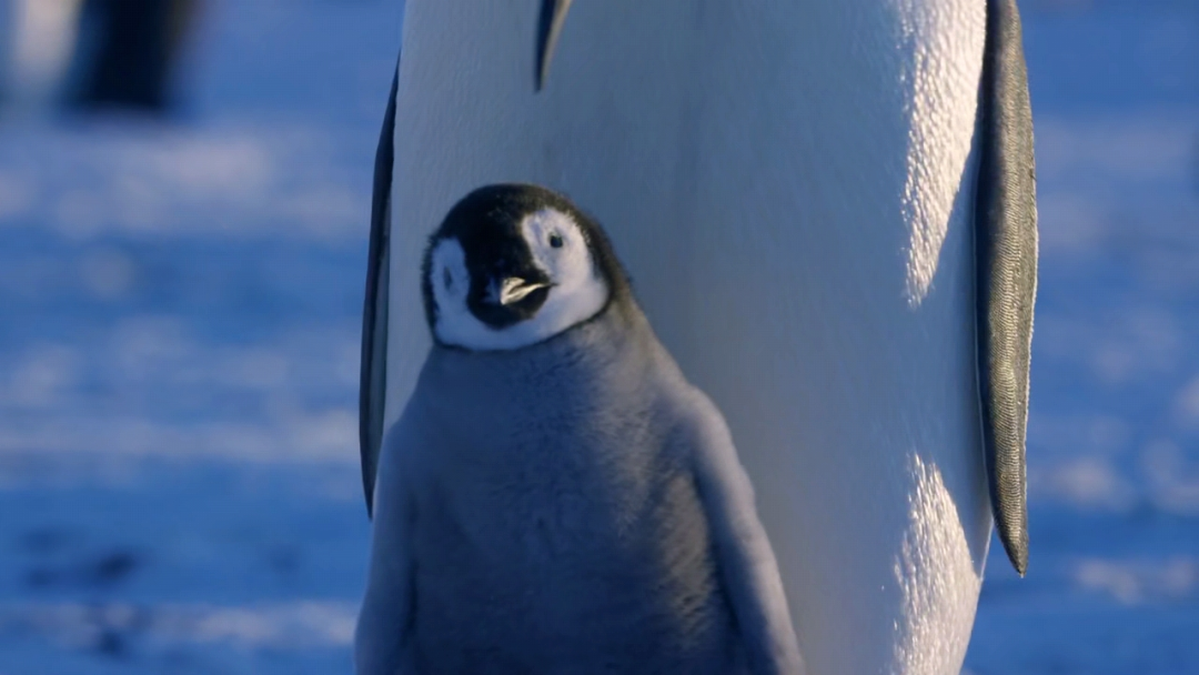 企鹅团子实力演绎拍照可爱三连:无辜地看镜头,可纯可欲的茶艺风,直男