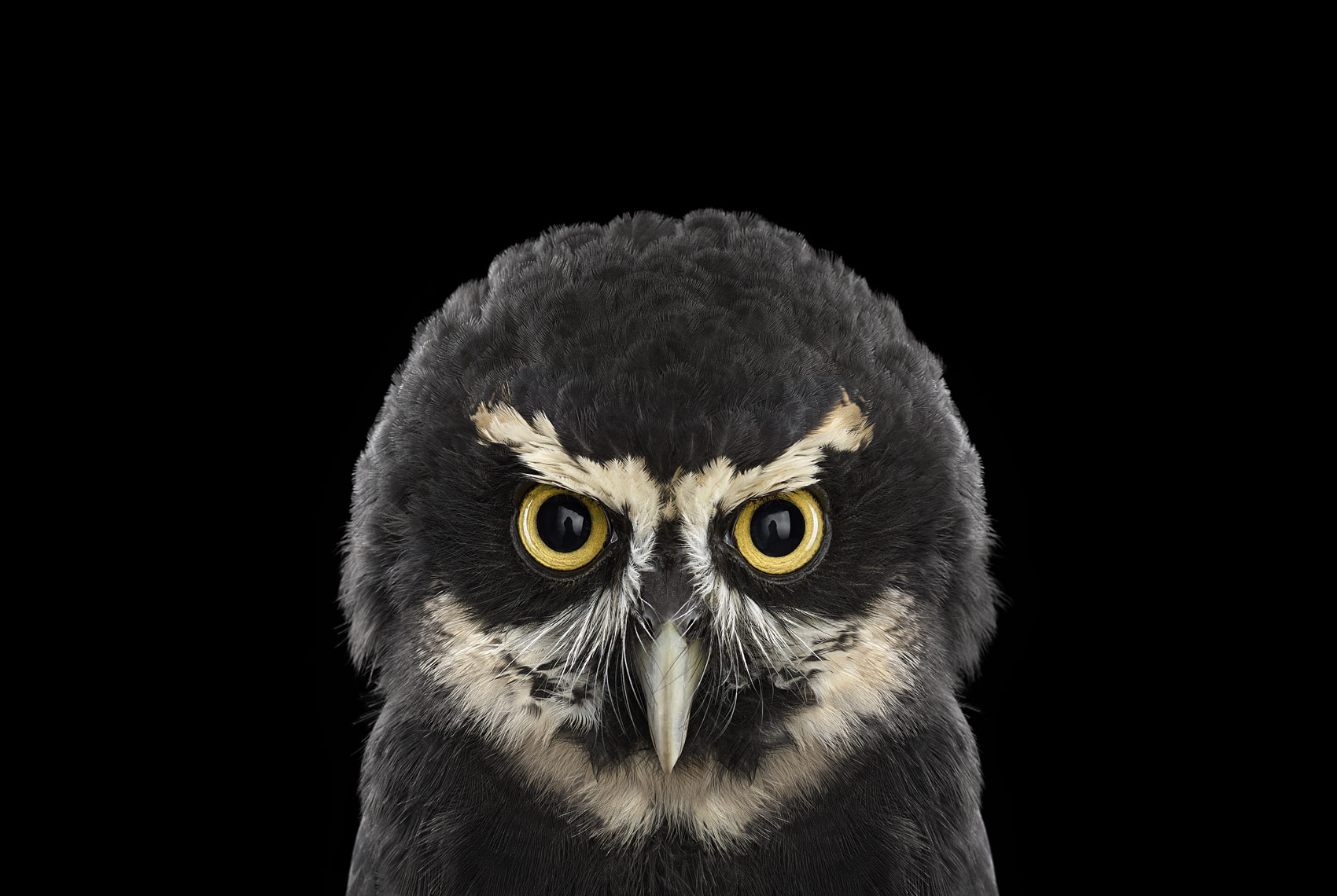 小米11ultra的背屏有什么好玩的图片,求分享? - 知乎