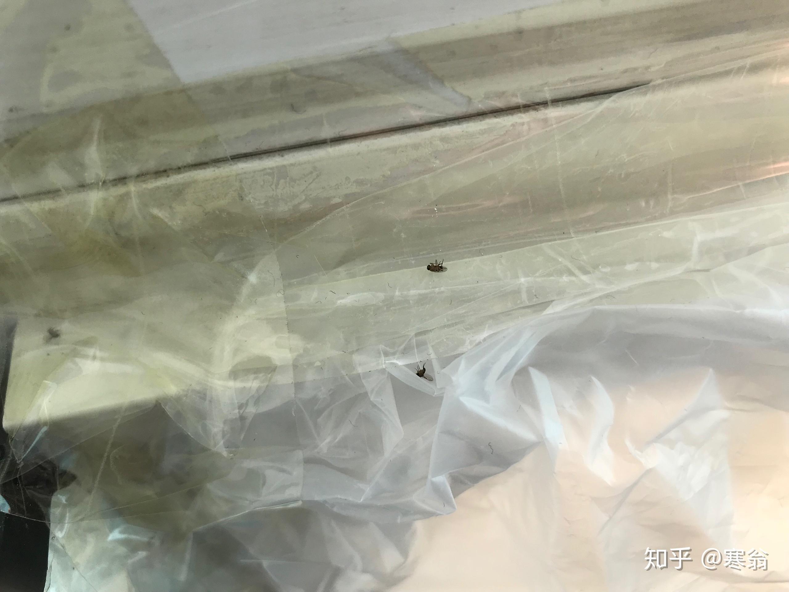 有什么方法可以治小飞虫蚊子 v2-f5d4c0f4cc924058879014a31c00b6d0_r.jpg
