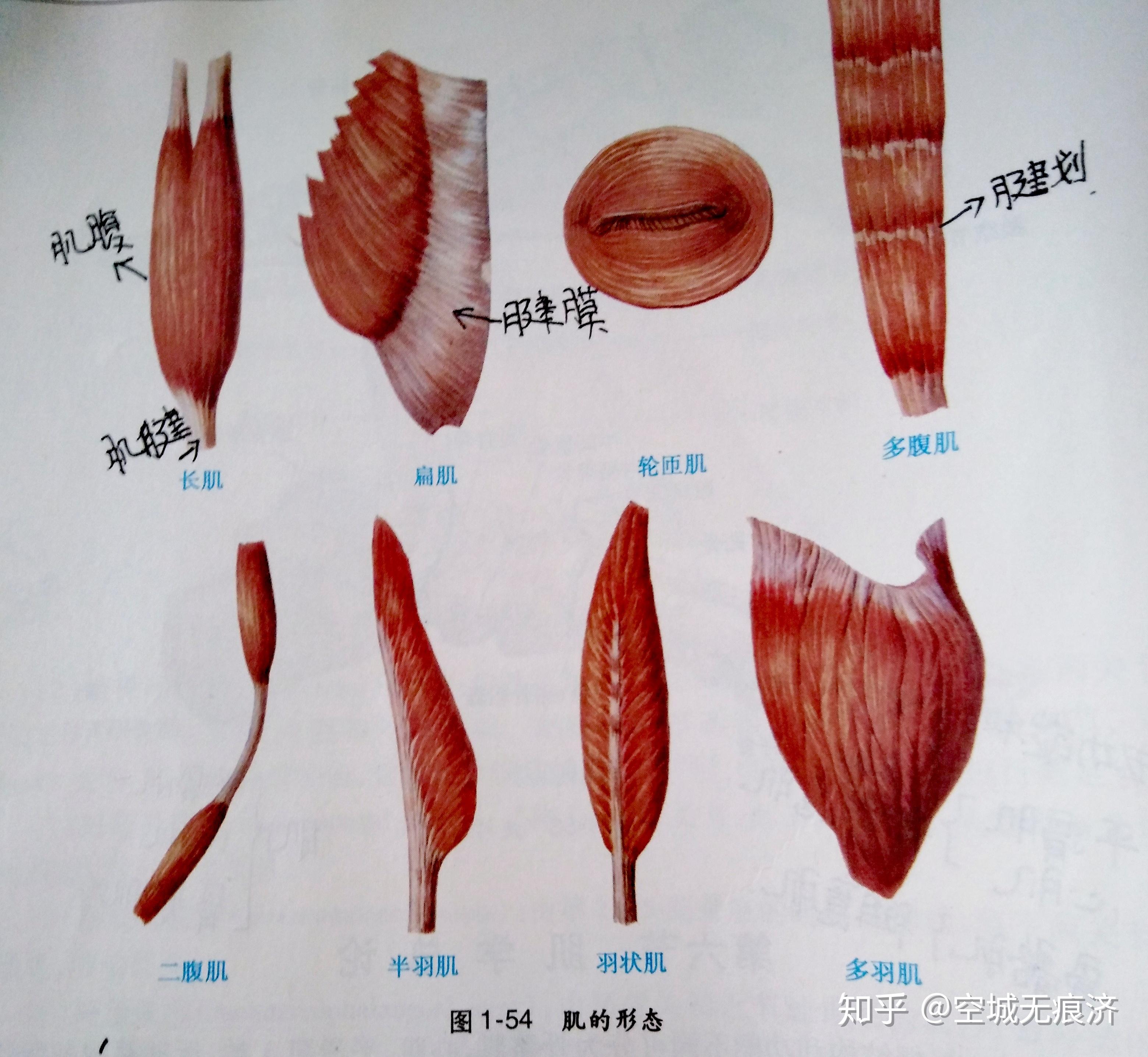解剖学相关习题19 - 知乎