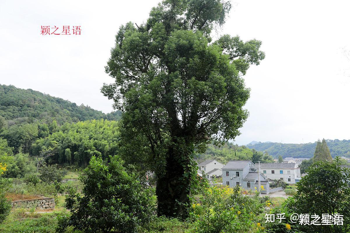 宁波的市树,为什么是樟树?到底谁是最古老的樟树王 - 知乎