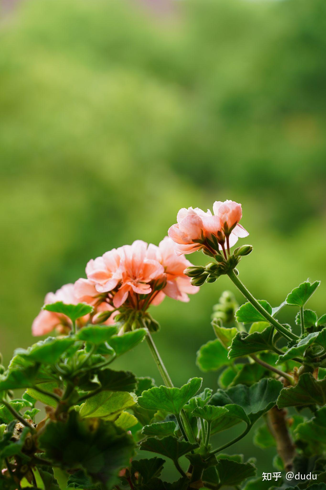 有没有适合拍人像背景虚化的镜头