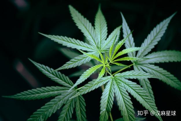 一分钟了解与汉麻有关的名词和概念 - 知乎