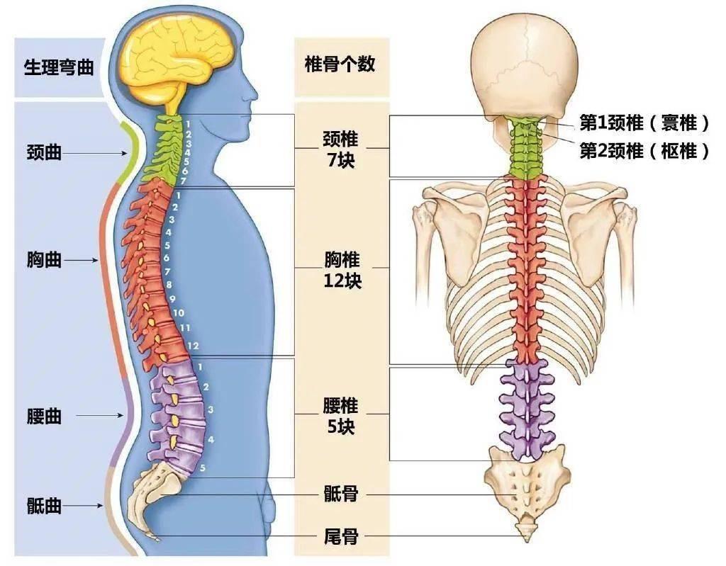 脊柱又不是一根整体的骨头,他是26节椎体上下前后组装成的