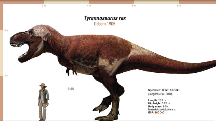 第六章 关于霸王龙的真与假