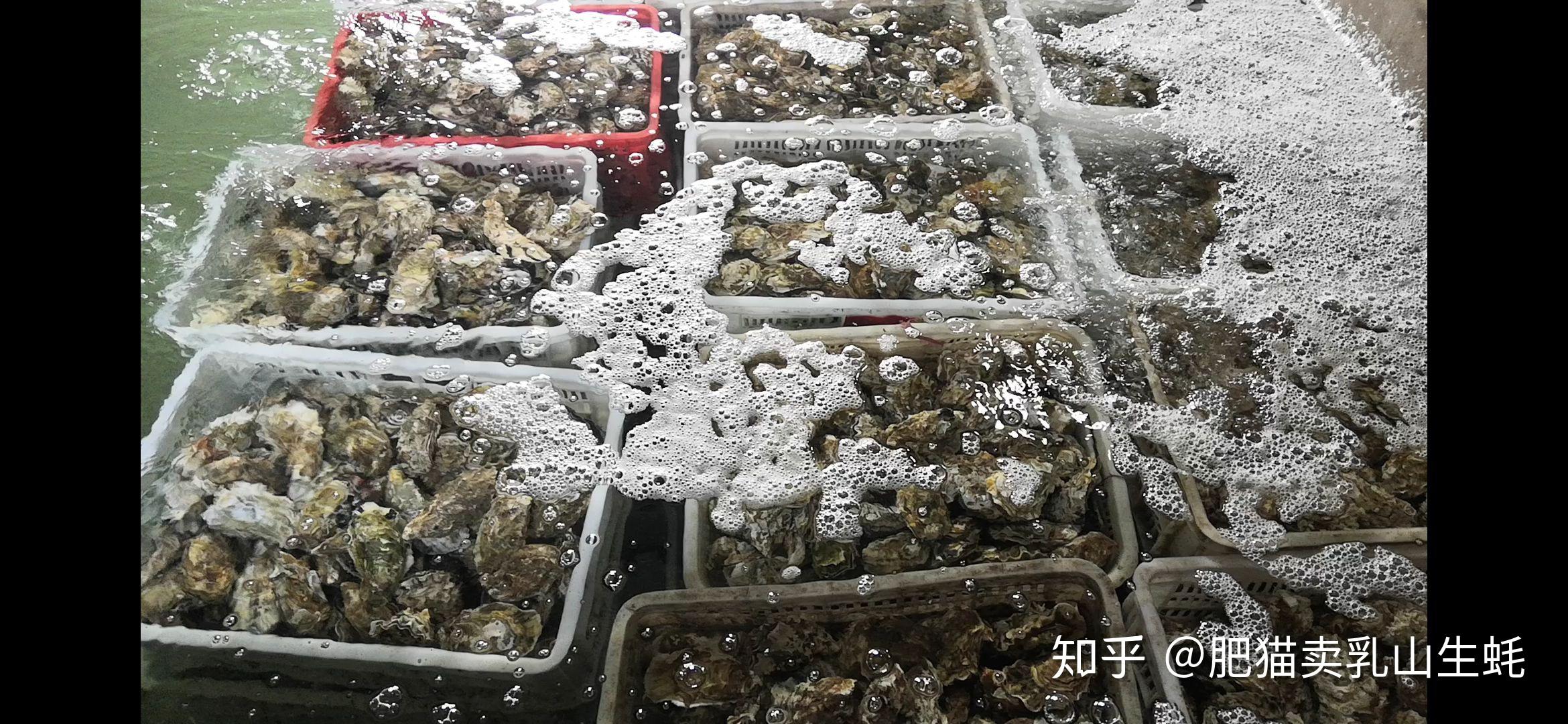 一路向东产生蚝,八方来客礼数高.六神无主从头做,零零星星客户少.