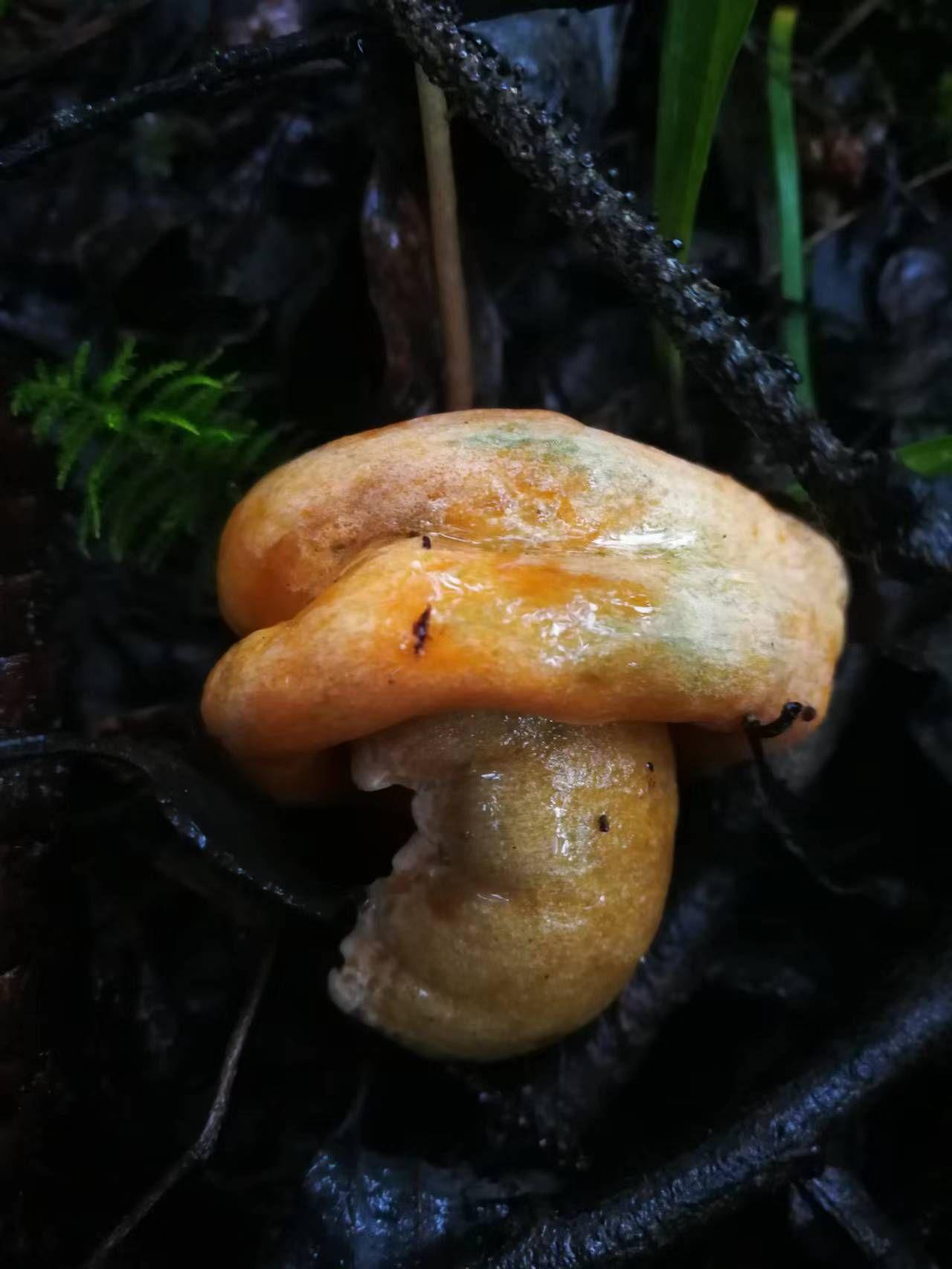 铜绿菌属可食用菌,含有丰富的蛋白质,氨基酸,植物纤维