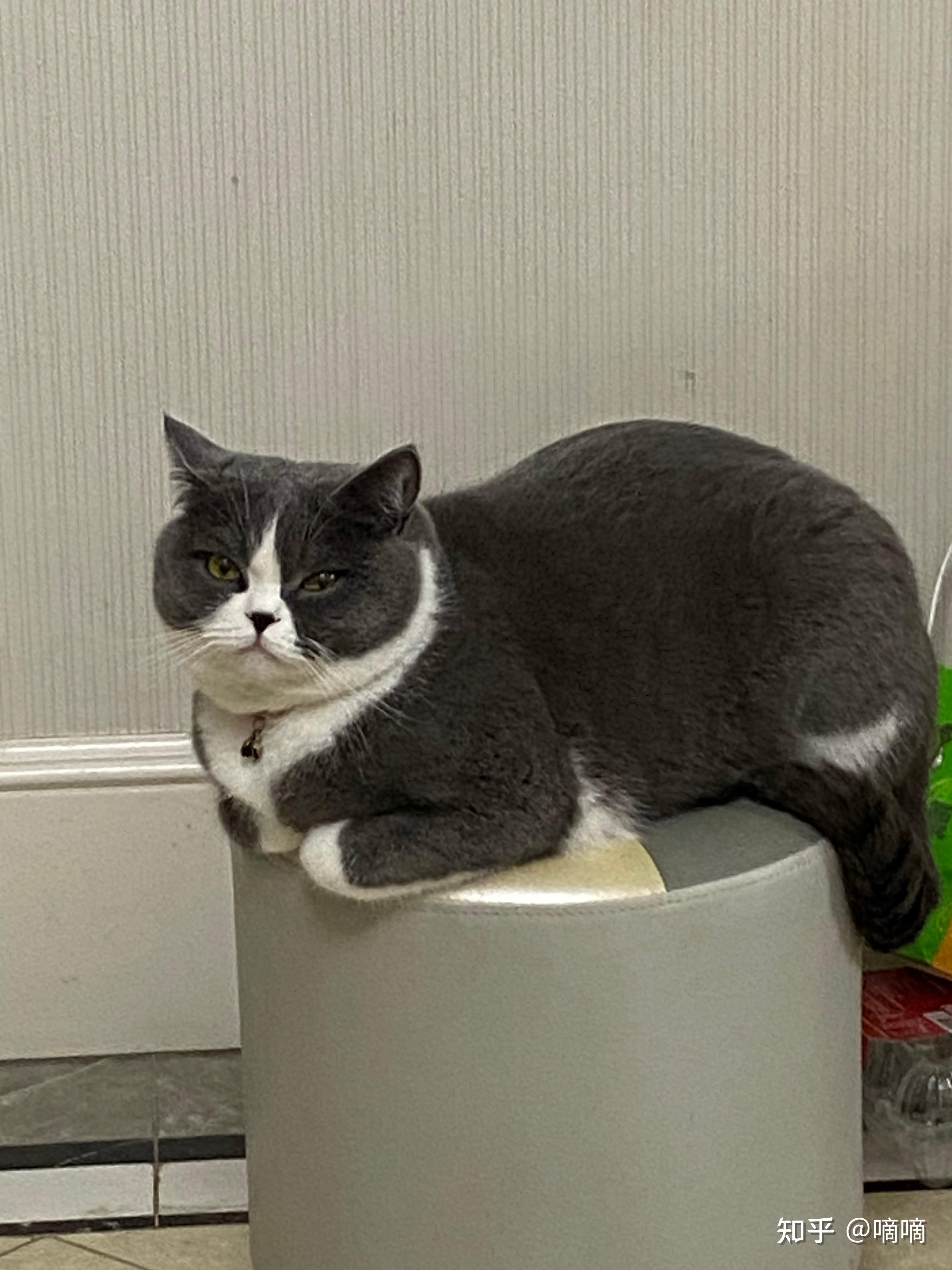 你们都是怎么拥有的小猫咪啊