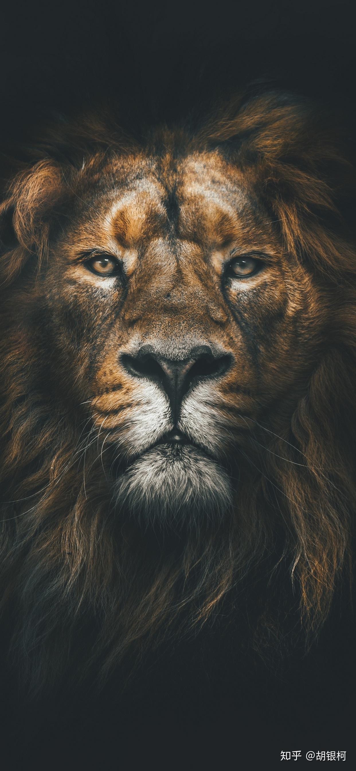 有没有狮子老虎花豹黑豹狼雪豹呀这种野兽的手机壁纸