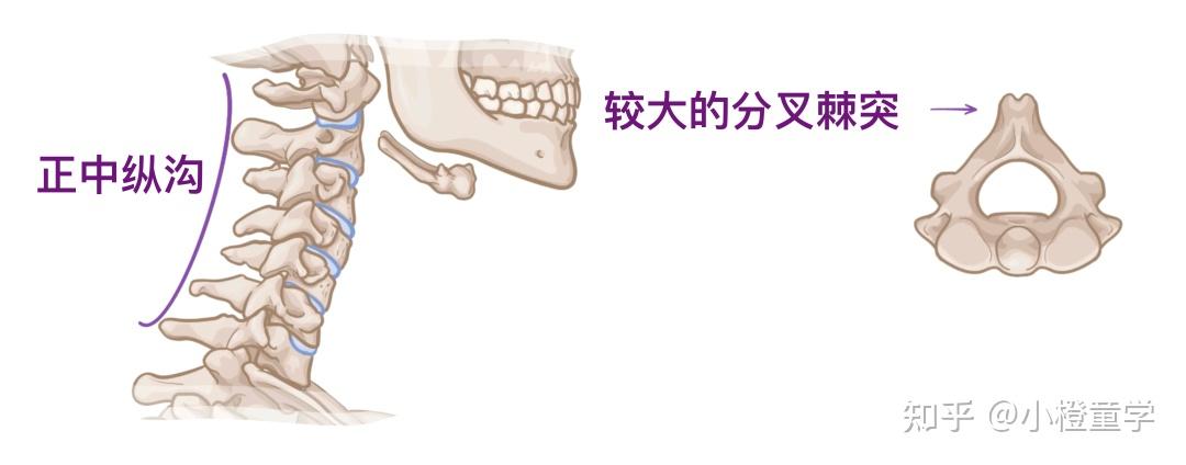 人体要塞—颈椎解剖 - 知乎