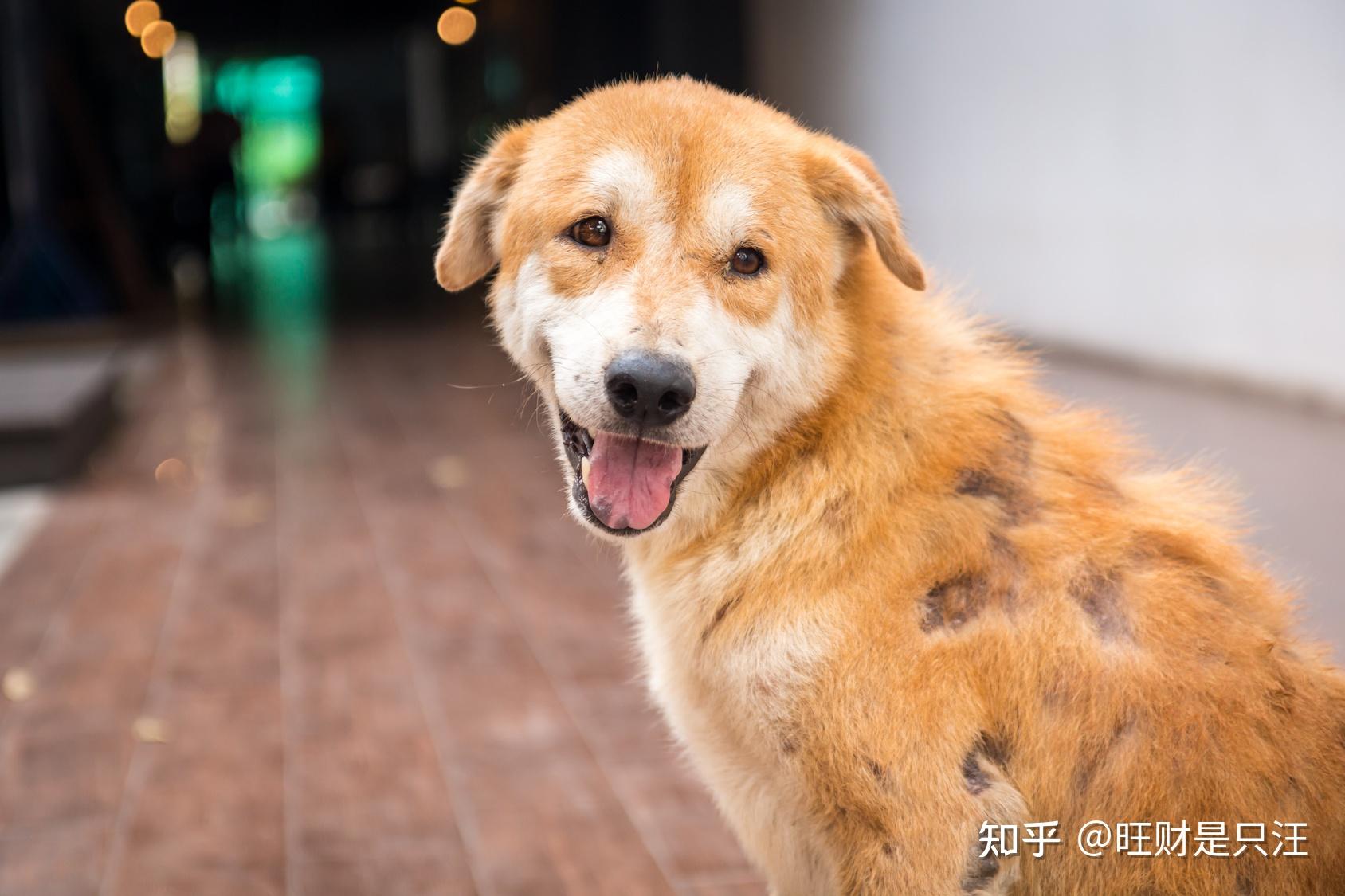 狗狗的身体是否健康,只需看这几个部位,很多人不知道! - 知乎