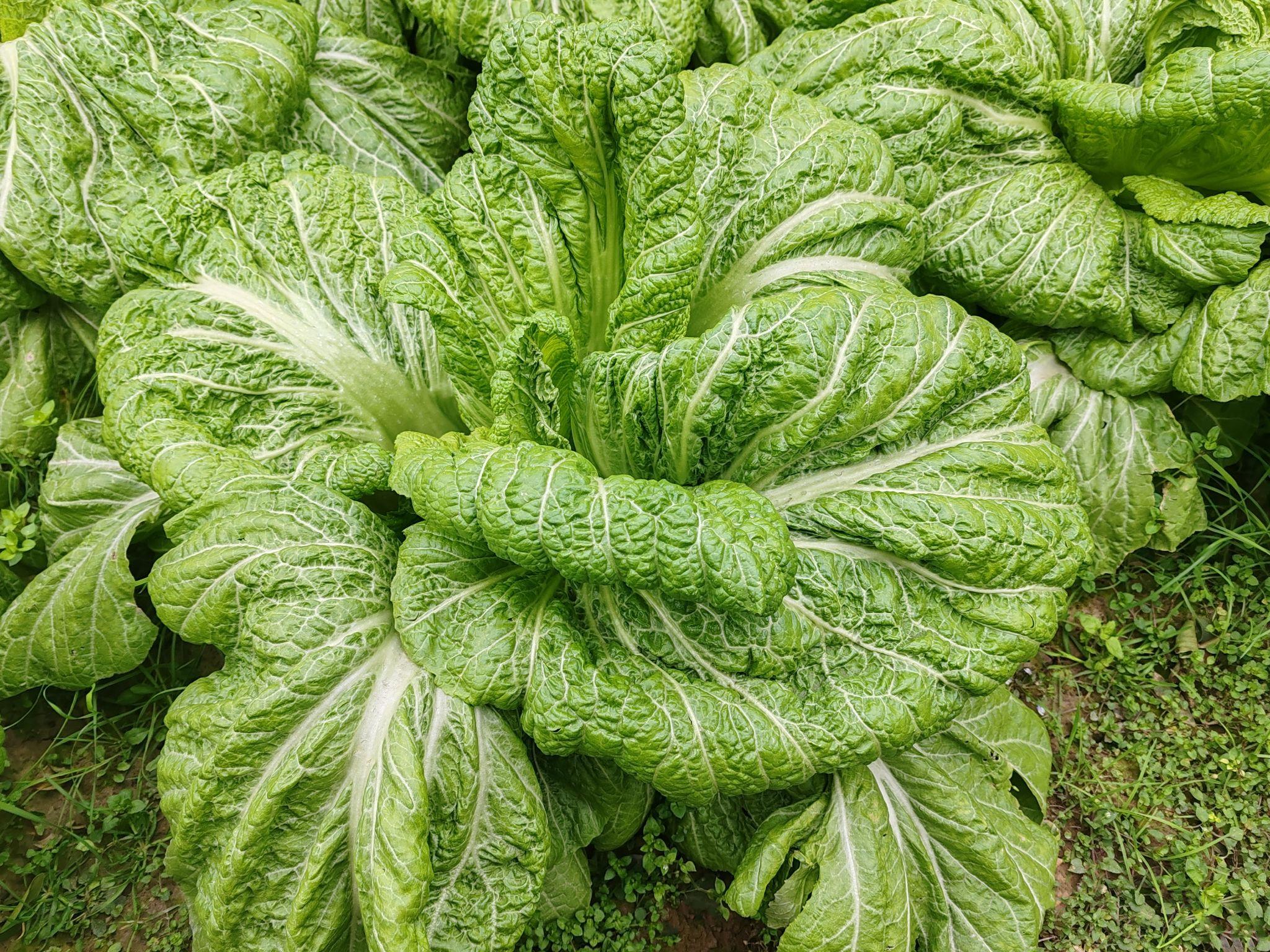 又到了一年一度的春菜尝鲜季, 你最爱吃什么「春季专属」青菜?