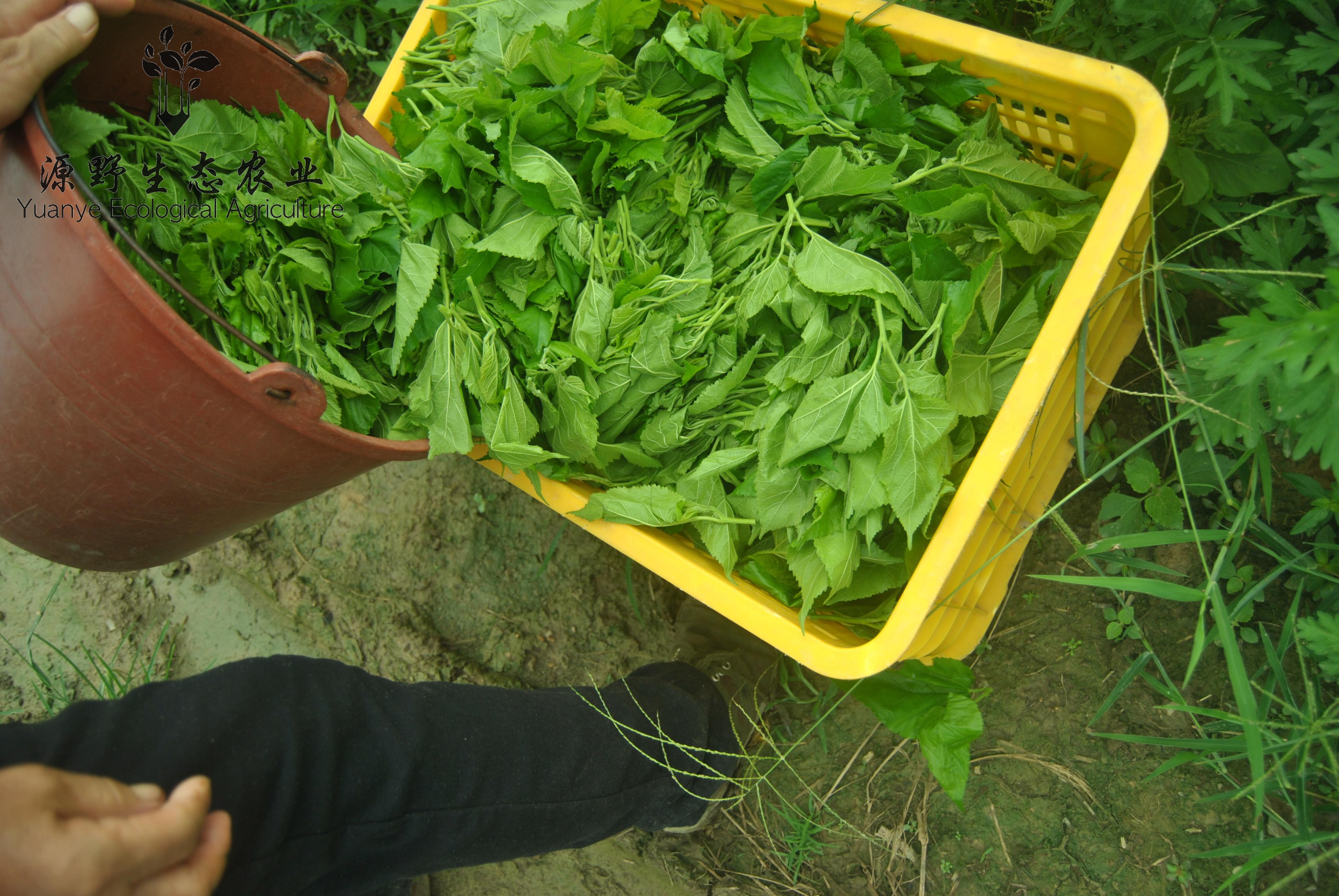 【源野生态农业】舌尖上的神仙叶---岑溪●桑芽菜