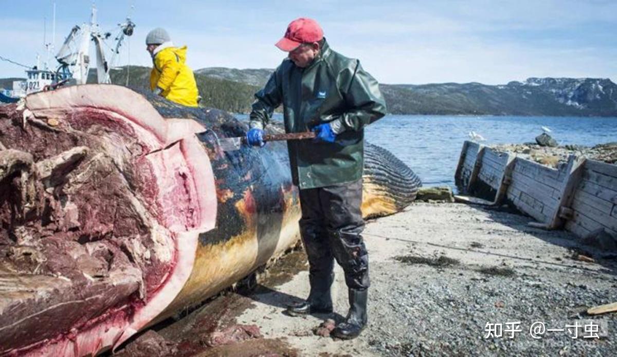 鲸尸突现大连没事别围观相比较浪漫的鲸落鲸爆到底有多恐怖