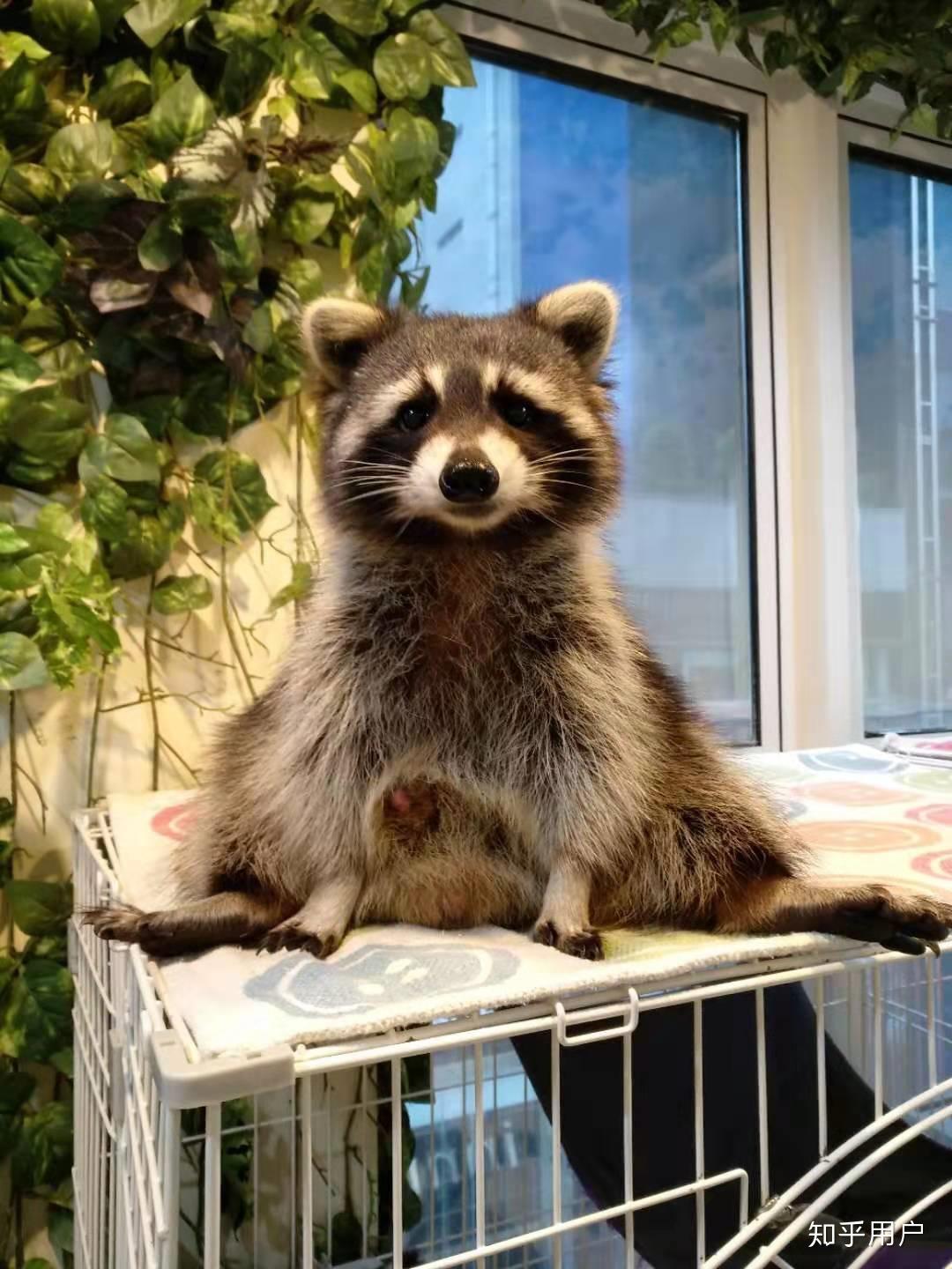 乾脆面君浣熊在中國當寵物販賣飼養是合法的嗎