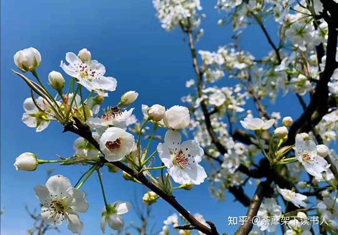 棠梨花盛开的时候十四