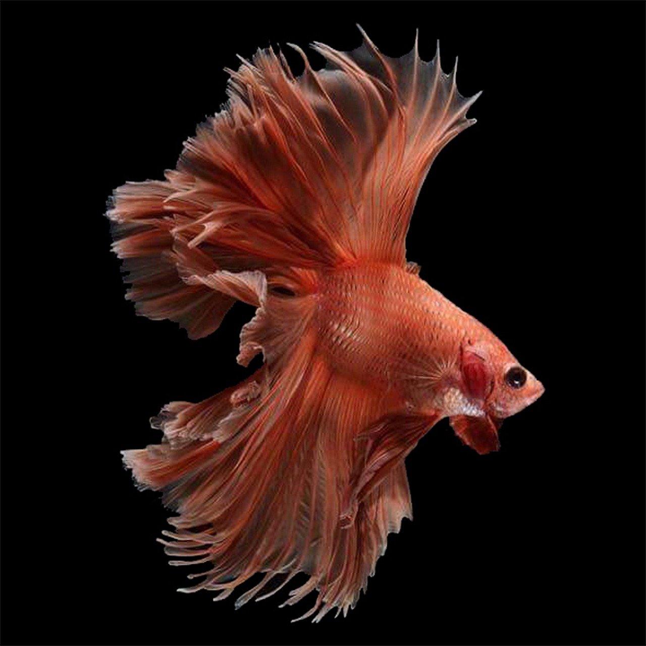 5. 鱼种寿命差异大