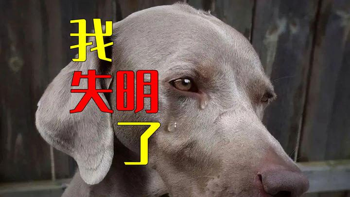 狗狗走路开始乱撞 检查了双眼外观没有任何异常 为什么突然失明 知乎