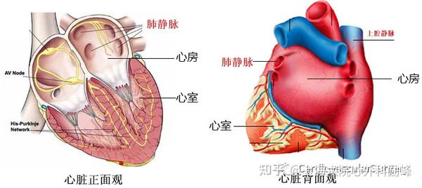 和导管消融相比 微创房颤消融有什么优势 知乎