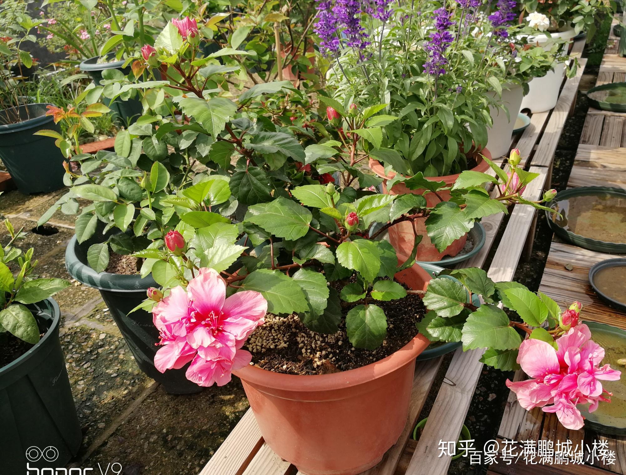 朱瑾花——花大艳丽又皮实耐晒 - 知乎