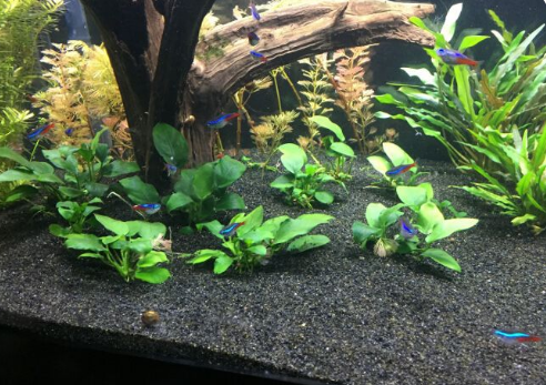 水草缸 鱼缸造景底砂怎么选 水草泥和其他底砂有什么区别 知乎 水草缸 鱼缸造景底砂怎么选 水草泥和其他底砂有什么区别 知乎