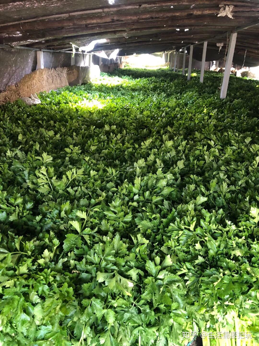 青岛平度马家沟芹菜