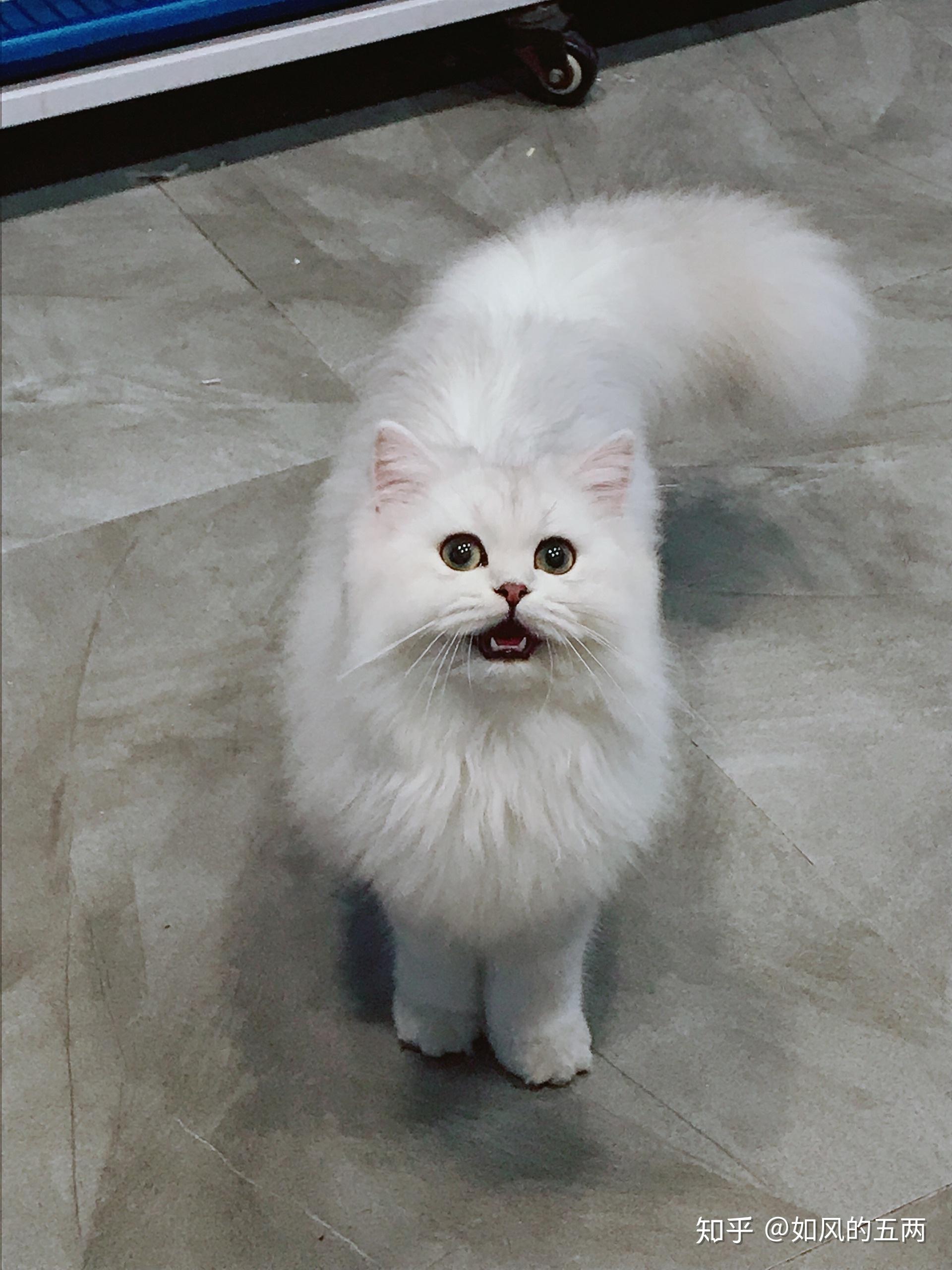 请问我的银渐层长毛猫咪品相如何? - 知乎