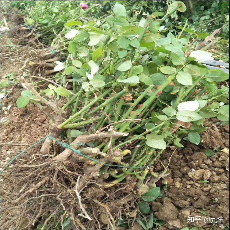 买了几个花盆,卖家送了个玫瑰花根子和一包玫瑰花种子,本人完全不懂