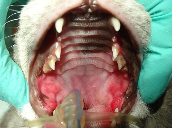 猫口炎 Feline Stomatitis 辨识 认知 控制与治愈 知乎