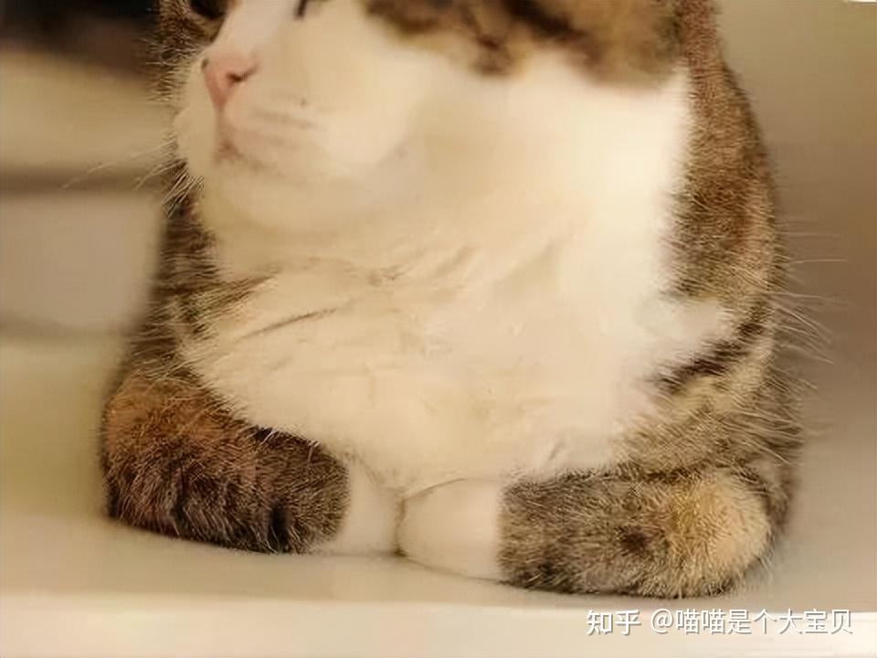 猫咪喜欢“揣手手”，不是在卖萌，而是想表达这些 - 知乎