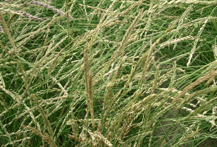 生态草种有哪些? - 知乎