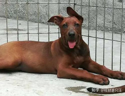 红狼犬——中国的优秀猎犬,猎杀彪悍野猪不在话下 - 知乎