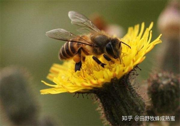 黑蜂蜂蜜的作用与功效东北黑蜂蜜好吗