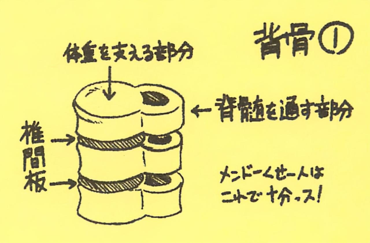 美术生怎么记人体结构基础的人体脊柱和肋骨的画法讲解