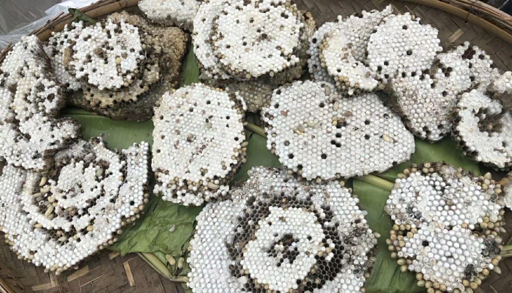 一,蜂蛹先聊聊耳熟能详的野味吧,如竹虫,蜂蛹,蚂蚁蛋,蚂蚱等.